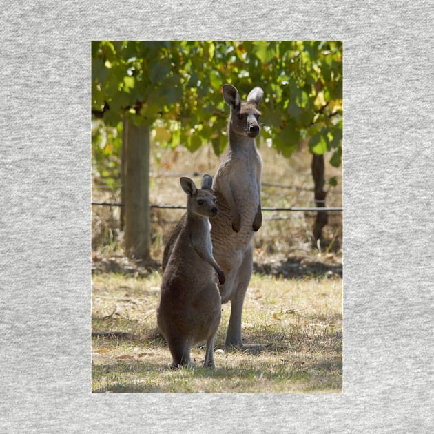 Two Roos at Magpie Springs by Avril Thomas by MagpieSprings